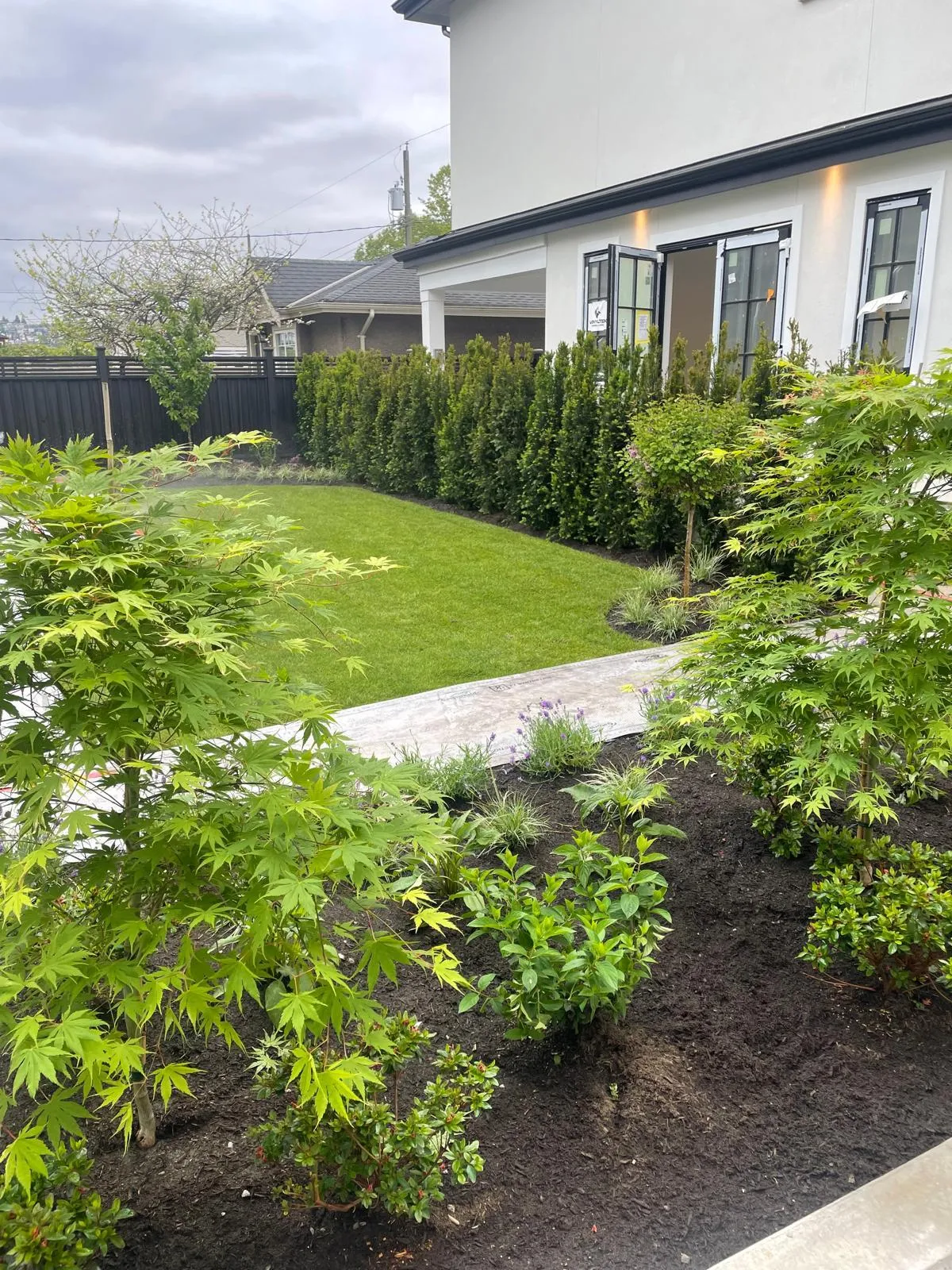 The same back yard finished: a flat green lawn edged by a mulched bed of Japanese maples, azaleas and ornamental grasses, with a clipped cedar hedge screening the fence line.