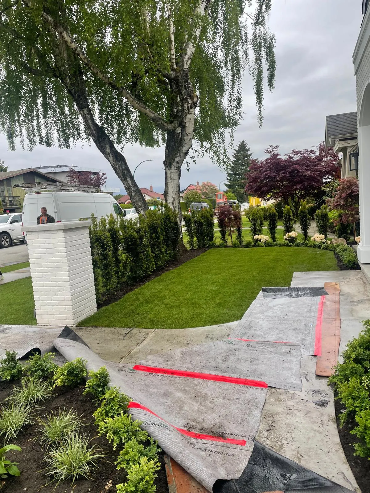 The finished front yard: new turf laid up to a clipped cedar hedge and white hydrangeas, with the concrete walkway still covered in protective sheeting.
