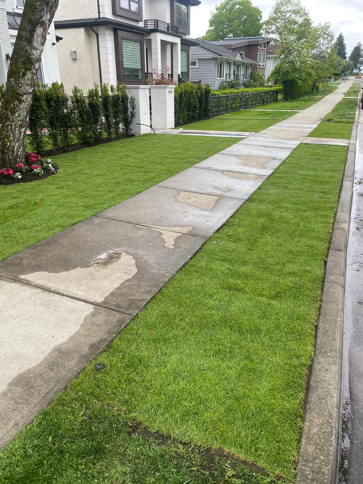 New turf laid on both sides of a public sidewalk, running the full frontage from the boulevard curb up to a cedar hedge, with a bed of pink and white flowers by the tree.