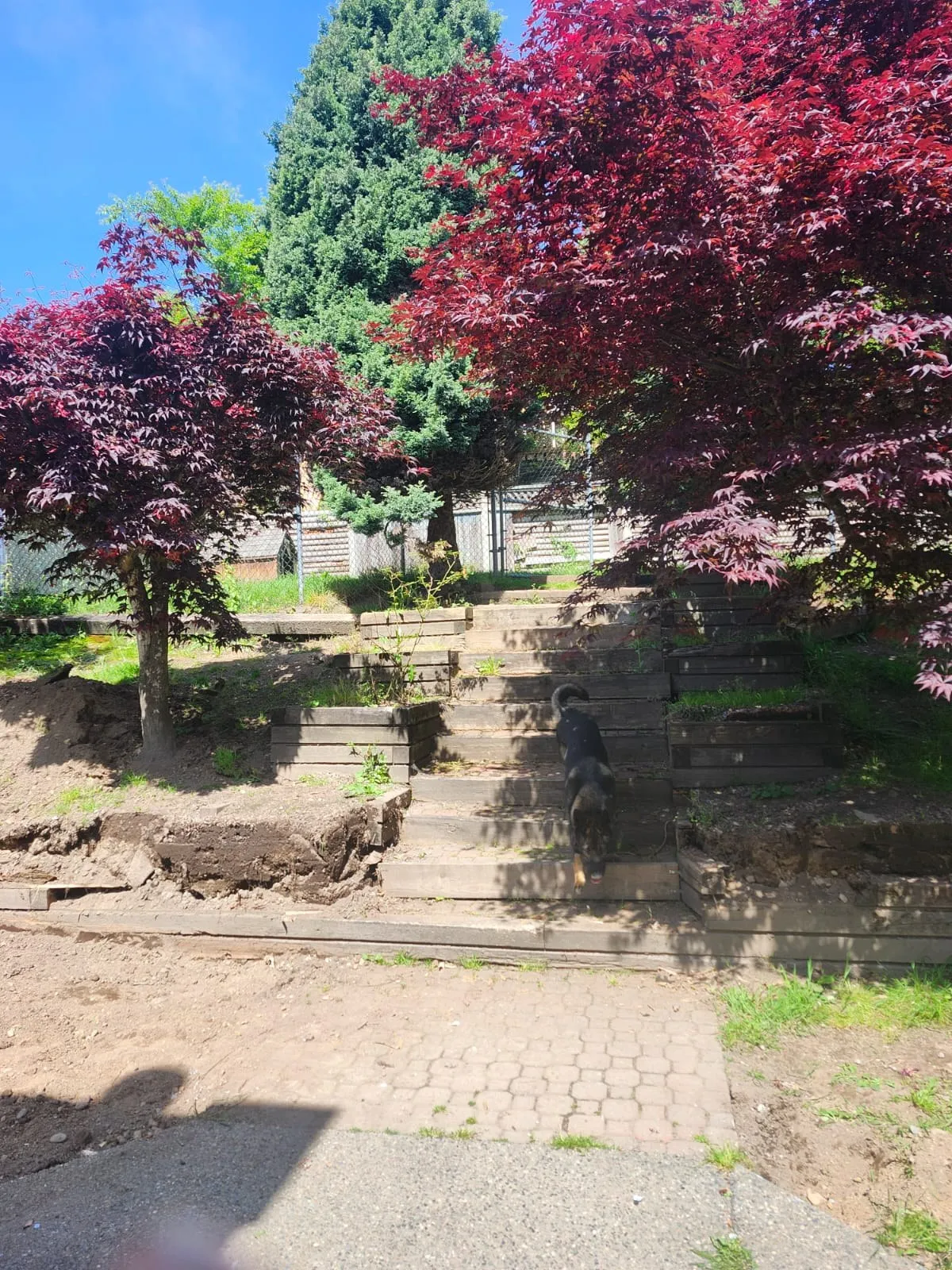 A sloped back yard before the rebuild, terraced with old timber ties and a run of timber steps up the middle, soil cut away at the base and Japanese maples growing over the top.